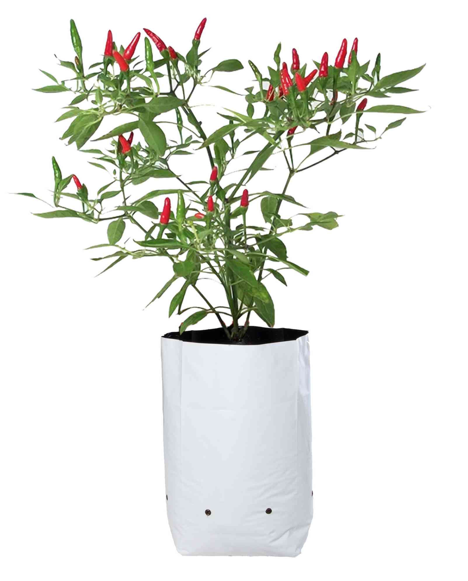 Grow Bags UV 16x16 Gauge 350 (100pcs)